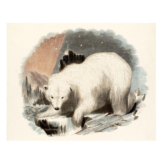 The White Bear mounted print by Josiah Wood Whymper